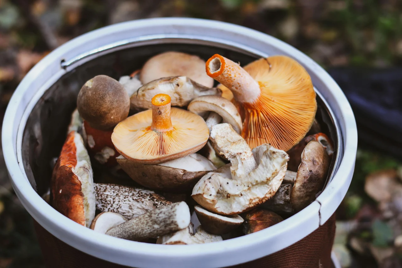 Pourquoi est-il si important de bien conserver ses cèpes ?